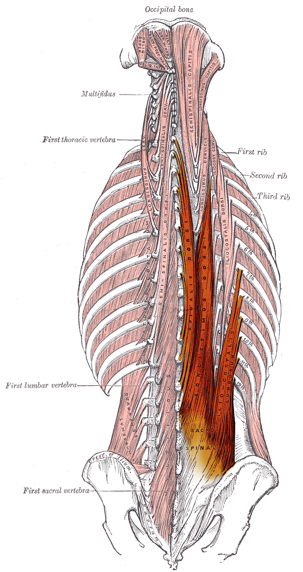 The Erector Spinae Muscle