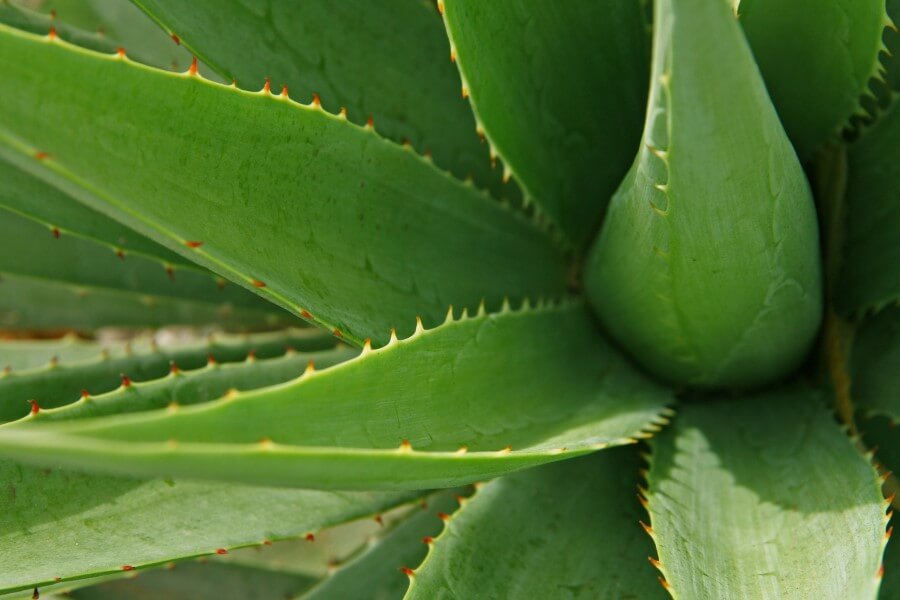 Don’t You Just Hate Acid Reflux - aloe vera